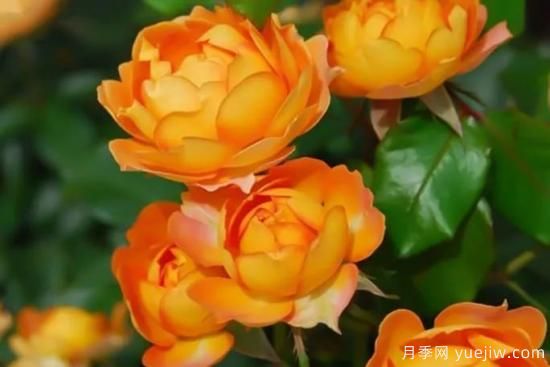 推薦8個勤花月季品種，輕松爆盆，***值得擁有(圖2)