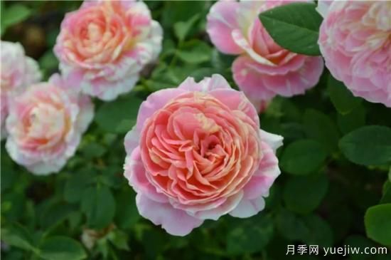 推薦8個勤花月季品種，輕松爆盆，***值得擁有(圖3)