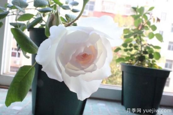 推薦8款冷門月季品種，養(yǎng)的是，但是表現(xiàn)真好(圖8)