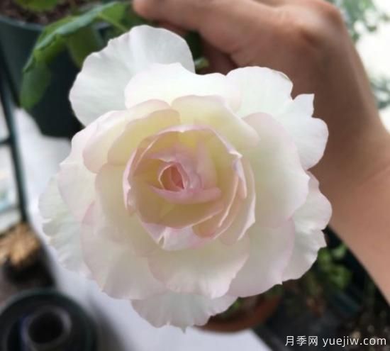 推薦8個勤花月季品種，輕松爆盆，***值得擁有(圖4)