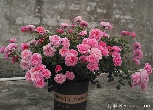 推薦6種濃香型月季，讓你愛不釋手(圖3)