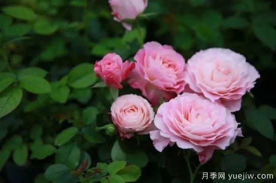 推薦8個勤花月季品種，輕松爆盆，***值得擁有(圖7)