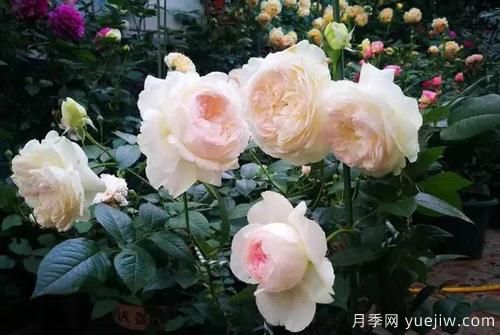 推薦6種濃香型月季，讓你愛不釋手(圖5)