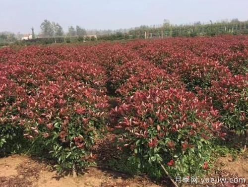 紅葉石楠樹(shù)需水量大小如何確定？(圖1)