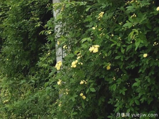 苗木行業(yè)進(jìn)入存量市場，這些領(lǐng)域仍需大量苗木(圖1)