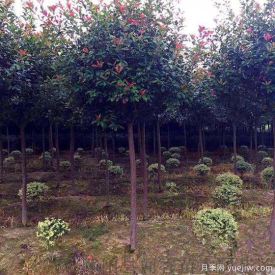 紅葉石楠樹受到創(chuàng)傷后如何消毒？(圖1)