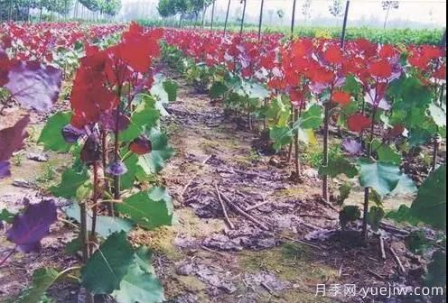 苗木行業(yè)進(jìn)入存量市場，這些領(lǐng)域仍需大量苗木(圖2)