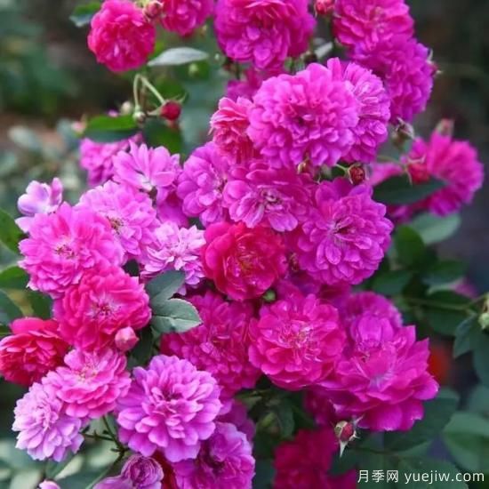 月季花友們，這些經(jīng)典月季品種你值得擁有(圖1)