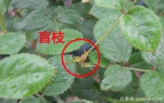 月季盲枝原因，月季盲枝解決方法(圖2)