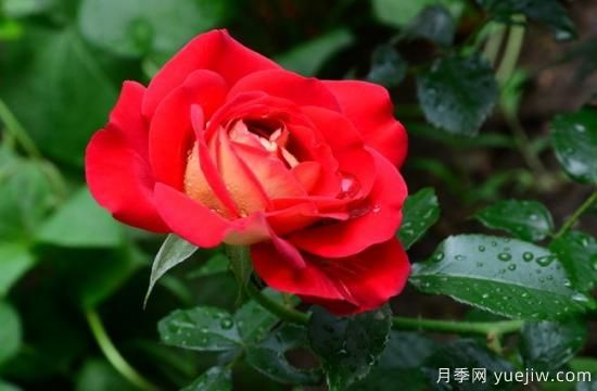 月季盲枝原因，月季盲枝解決方法(圖4)