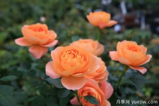強(qiáng)烈推薦的11種月季花，陽臺(tái)變花園不是夢(mèng)(圖1)