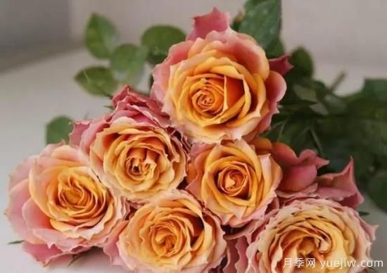 月季花友們，這些經(jīng)典月季品種你值得擁有(圖6)