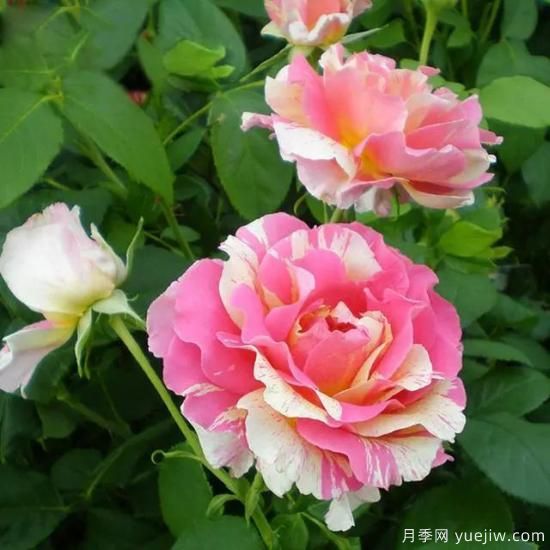 月季花友們，這些經(jīng)典月季品種你值得擁有(圖7)
