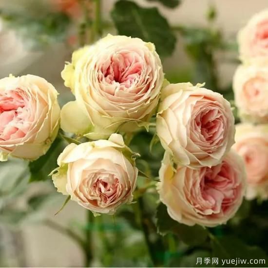 月季花友們，這些經(jīng)典月季品種你值得擁有(圖8)