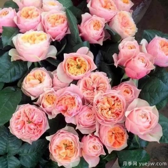 月季花友們，這些經(jīng)典月季品種你值得擁有(圖9)