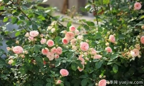 月季花友們，這些經(jīng)典月季品種你值得擁有(圖13)