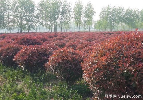 紅葉石楠在片植時部分死亡是什么原因？(圖1)