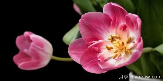 中國(guó)本土40個(gè)花卉品種介紹，我國(guó)是世界花園之母(圖24)
