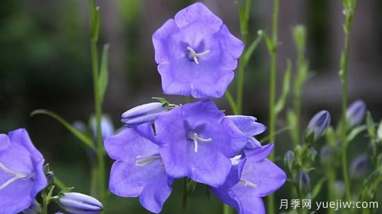中國(guó)本土40個(gè)花卉品種介紹，我國(guó)是世界花園之母(圖27)