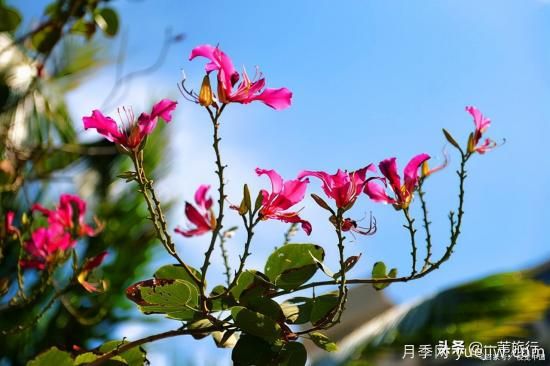 廣州常見花木，花城看花都看什么花(圖2)