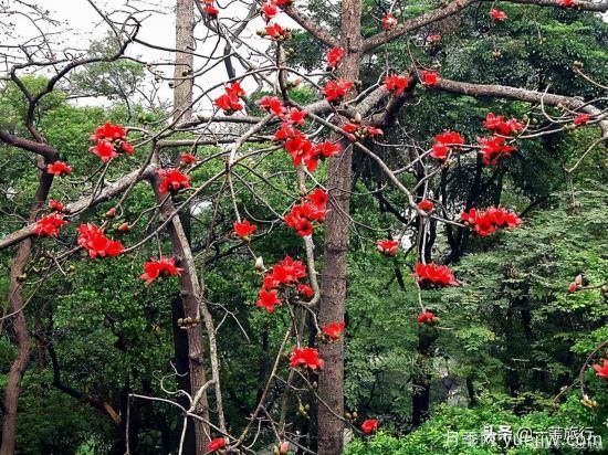 廣州常見花木，花城看花都看什么花(圖3)