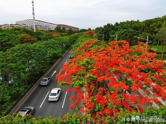 廣州常見花木，花城看花都看什么花(圖6)