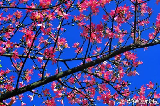 廣州常見花木，花城看花都看什么花(圖8)