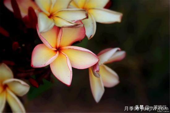 廣州常見花木，花城看花都看什么花(圖10)