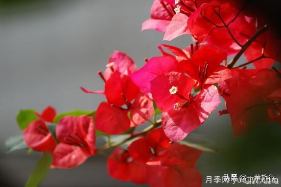 廣州常見花木，花城看花都看什么花(圖11)
