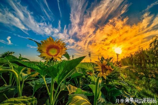 廣州常見花木，花城看花都看什么花(圖13)