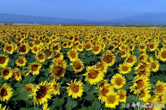 廣州常見花木，花城看花都看什么花(圖14)