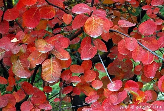 無花勝有花，這7種秋色葉樹種簡直美炸天(圖3)