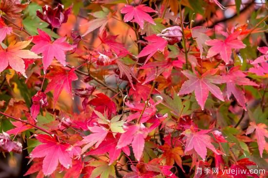 8種具有秋日風(fēng)情的觀賞苗木，五顏六色和花媲美(圖1)