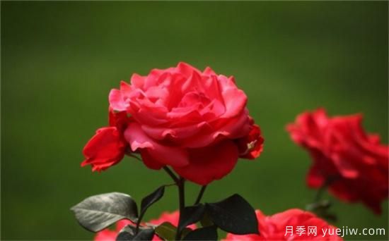 熱門10種月季，開(kāi)成花海開(kāi)成瀑布開(kāi)花不斷(圖1)