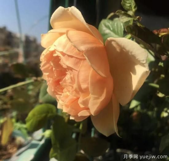 廣東陽(yáng)臺(tái)黨必入5種月季，耐熱又好養(yǎng)(圖1)