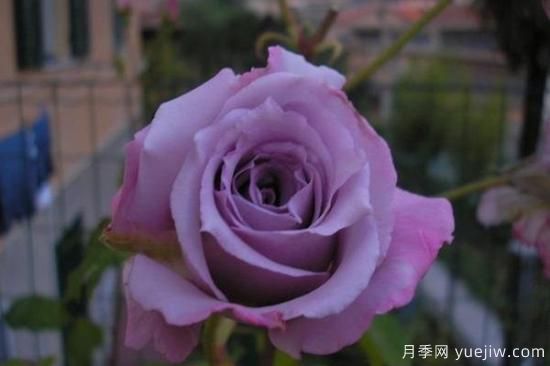 熱門10種月季，開(kāi)成花海開(kāi)成瀑布開(kāi)花不斷(圖2)