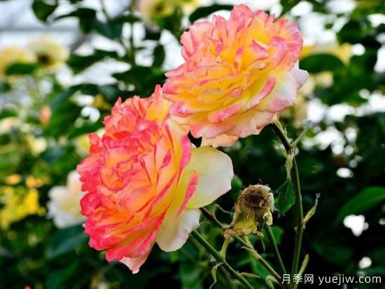 熱門10種月季，開(kāi)成花海開(kāi)成瀑布開(kāi)花不斷(圖3)