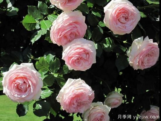 熱門10種月季，開(kāi)成花海開(kāi)成瀑布開(kāi)花不斷(圖4)