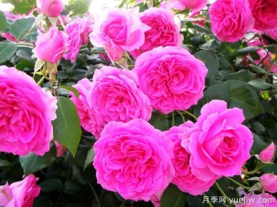熱門10種月季，開(kāi)成花海開(kāi)成瀑布開(kāi)花不斷(圖5)