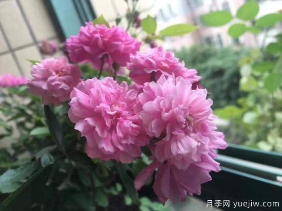 廣東陽(yáng)臺(tái)黨必入5種月季，耐熱又好養(yǎng)(圖3)