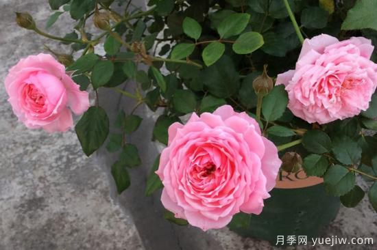 熱門10種月季，開(kāi)成花海開(kāi)成瀑布開(kāi)花不斷(圖7)