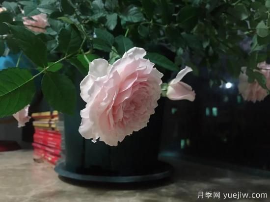 廣東陽(yáng)臺(tái)黨必入5種月季，耐熱又好養(yǎng)(圖2)