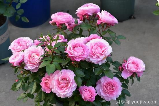 熱門10種月季，開(kāi)成花海開(kāi)成瀑布開(kāi)花不斷(圖8)