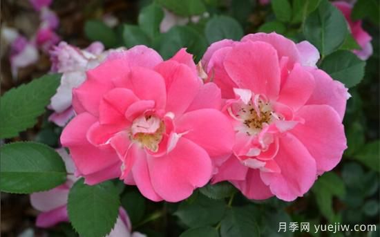 熱門10種月季，開(kāi)成花海開(kāi)成瀑布開(kāi)花不斷(圖9)