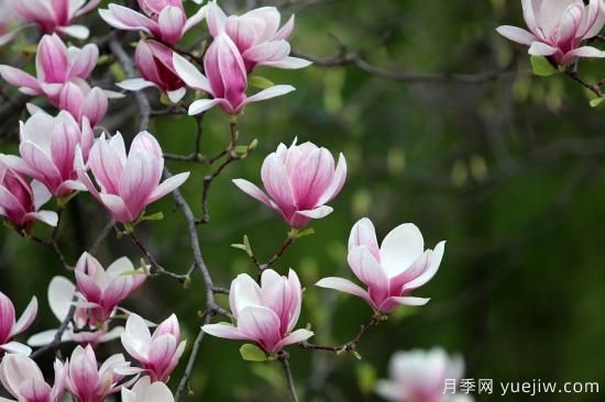 中國(guó)本土40個(gè)花卉品種介紹，我國(guó)是世界花園之母(圖9)