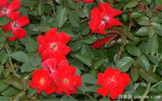 熱門10種月季，開(kāi)成花海開(kāi)成瀑布開(kāi)花不斷(圖10)