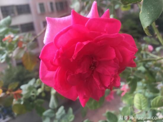 廣東陽(yáng)臺(tái)黨必入5種月季，耐熱又好養(yǎng)(圖5)