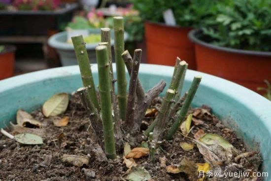 月季修剪很重要，學(xué)會(huì)修剪開花爆盆(圖1)