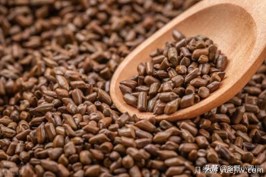 種植哪些藥材前景好？3種中藥材用途廣收益高前景好(圖1)