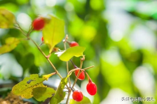 種植哪些藥材前景好？3種中藥材用途廣收益高前景好(圖2)